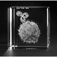 Rakovinová buňka s protilátkou - 3D model ve skle