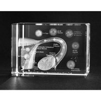 Oplodnění lidského vajíčka - 3D model ve skle