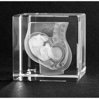 Pánev s embryem - 3D model ve skle