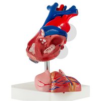 Srdce, 2 části - vysoce kvalitní provedení
