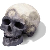 Lebka Homo sapiens sapiens: člověk kromaňonský - vysoce kvalitní provedení
