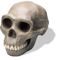 Lebka Homo erectus pekinensis: Sinanthropus - vysoce kvalitní provedení