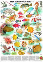 Korálové ryby-sada nástěnných tabulí