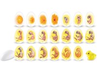 Vývoj kuřátek ve vajíčku – set 21 vajec s jednotlivými fázemi vývoje