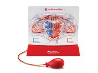 Jak pumpuje srdce? Anatomický model