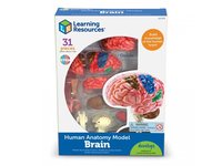 Anatomický model mozku