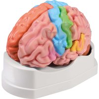 Mozek, 5 částí