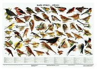 Naši ptáci-pěvci