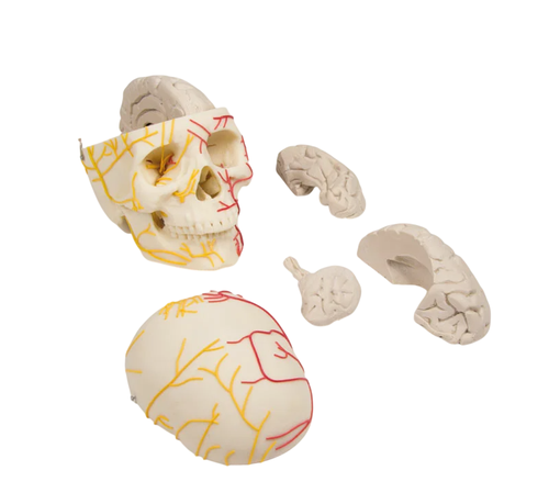 /media/products/neurovaskularni_model_lebky.png