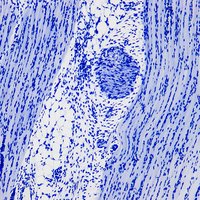 Mikroskopické preparáty – školní sada č. 1, 25 ks