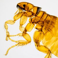 Mikroskopické preparáty – školní sada č. 5, 25 ks