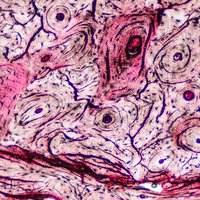 Mikroskopické preparáty – školní sada pro histologii č. 1, 23 ks