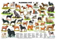 Plemena psů I