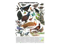 Ptáci střední Evropy IV