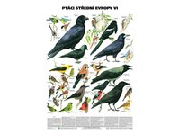 Ptáci střední Evropy VI (pěvci 2)