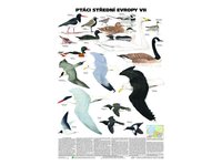 Ptáci střední Evropy VII