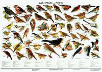 Ptáci-sada nástěnných tabulí