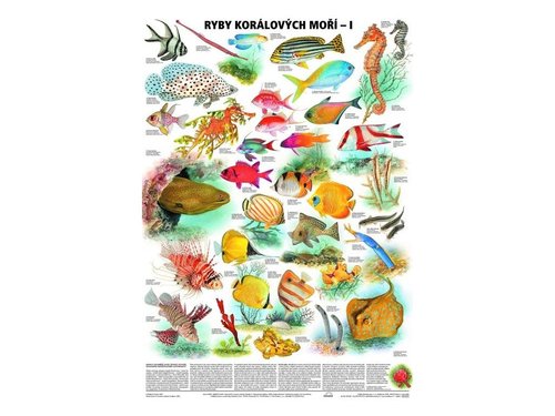 /media/products/ryby-koralovych-mori-i.jpg