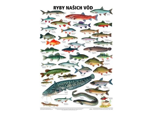 /media/products/ryby-nasich-vod.jpg