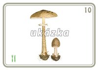 /media/products/sada-24-karet-houby-3.jpg