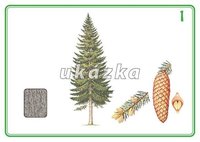 /media/products/sada-24-karet-stromy-a-kere-1.jpg