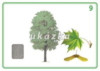 /media/products/sada-24-karet-stromy-a-kere-3.jpg