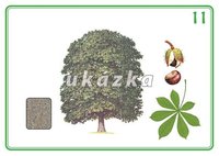 /media/products/sada-24-karet-stromy-a-kere-4.jpg