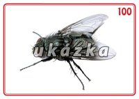 /media/products/sada-24-karet-zvirata-hmyz-2.jpg