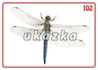 /media/products/sada-24-karet-zvirata-hmyz-3.jpg