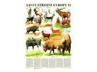 Savci střední Evropy II-sudokopytníci