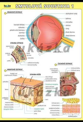 /media/products/smyslova-soustava-1-0.jpg.big.jpg