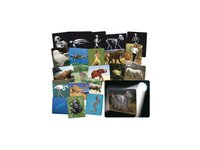 Co je uvnitř zvířat? - sada 16 rentgenových snímků zvířat a člověka s kostrou