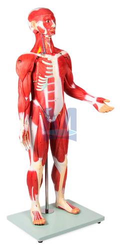 /media/products/svalova_postava.png