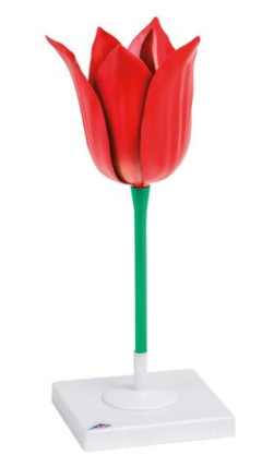 /media/products/tulipan_zahradni.png