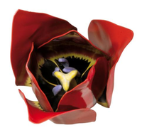 /media/products/tulipan_zahradni_1.png