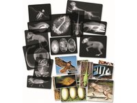 Živočichové a jejich kostra - rentgen